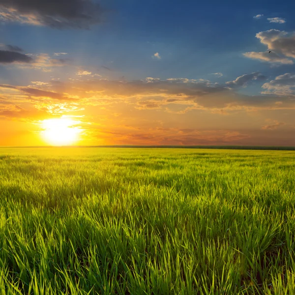 Sunset bland en gröna fält — Stockfoto