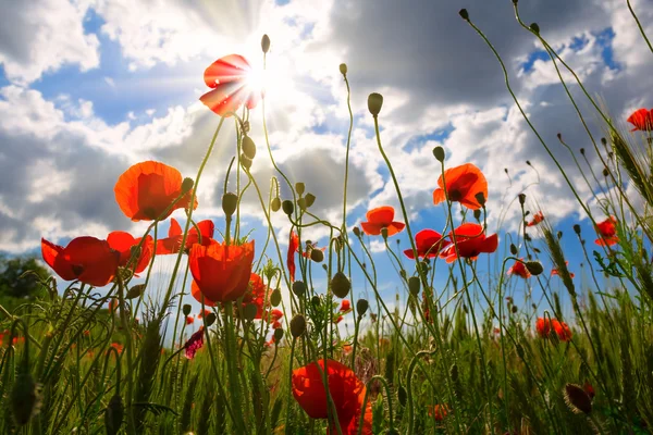 Escena de amapolas rojas — Foto de Stock