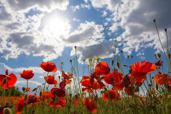 Red poppies in a rays of sun — Stock Photo, Image