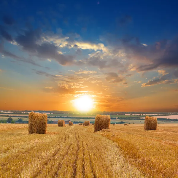 Summer wheat field after a harvest — Stock Photo, Image