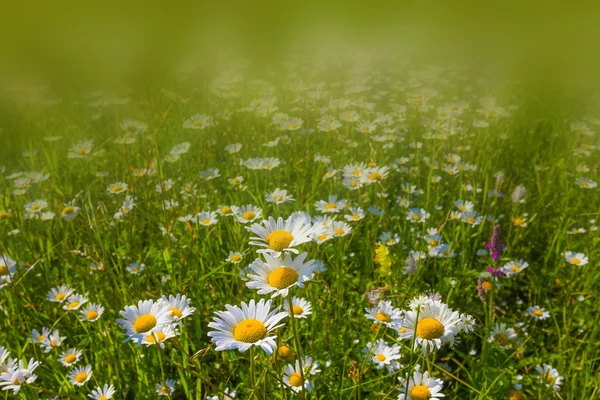 Beautiful white camomiles — Stock Photo, Image