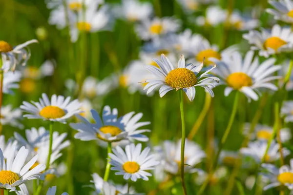 Closeup white camomilies — Stock Photo, Image