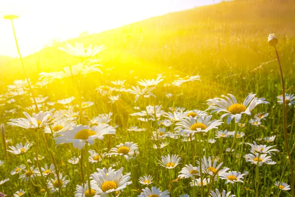 Hermoso campo con manzanilla al atardecer — Foto de Stock