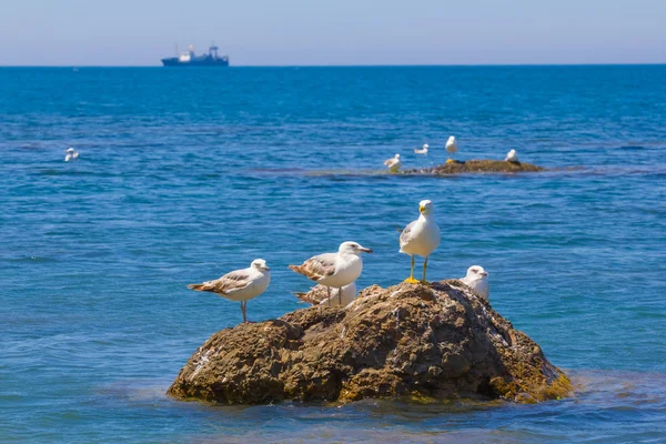 Seagulls on a sea rock — Stock Photo, Image