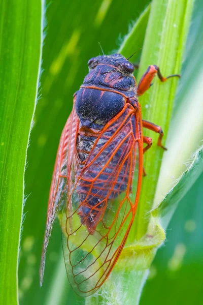 Большая цикада сидит на зеленом листе — стоковое фото