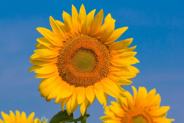 Closeup floarea-soarelui pe un fundal albastru cer — Fotografie, imagine de stoc