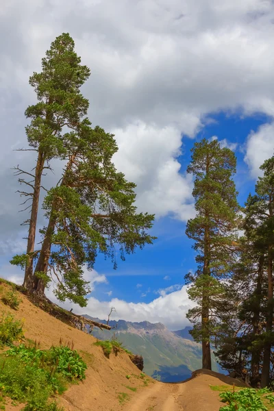 Pinos altos en una ladera montañosa — Foto de Stock