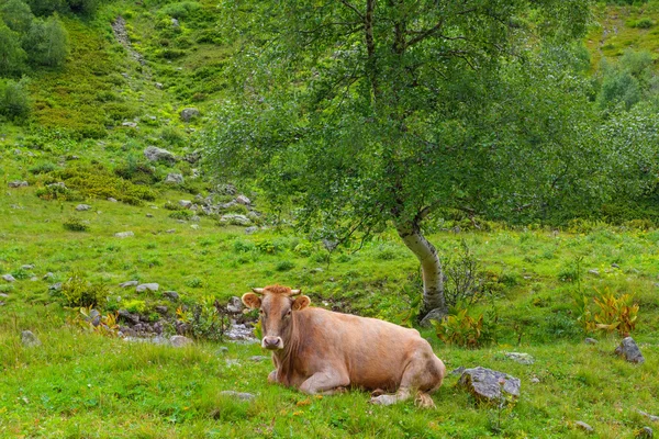Hnědá kráva na zelené pastviny — Stock fotografie
