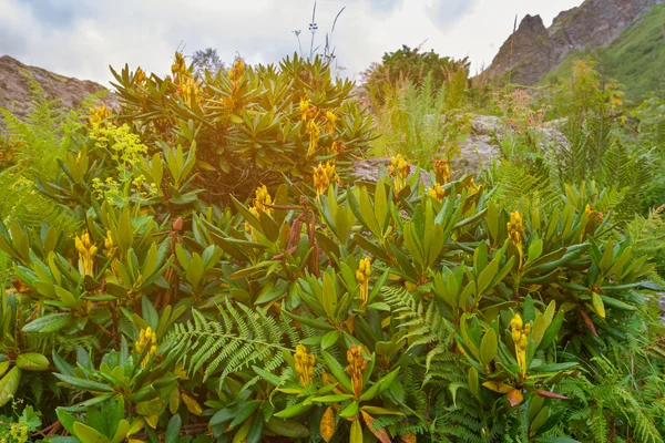 Rhododendron bush i en strålar från solen — Stockfoto