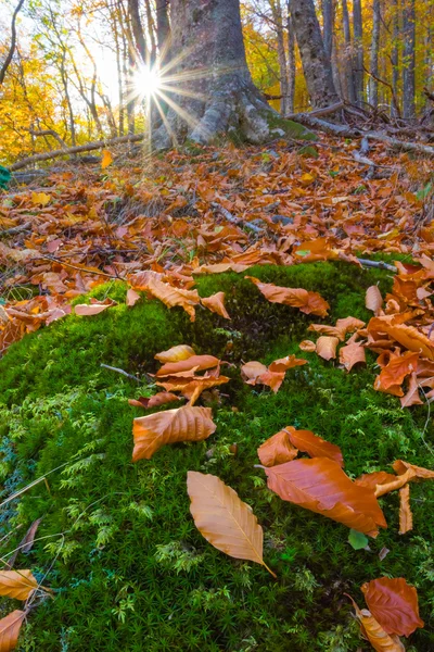 Closeup autumn scene — Stock Photo, Image