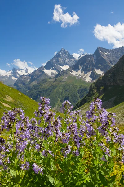 Closeup violet flowers in a mountain valley — Stock Photo, Image