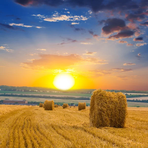 Herbstweizenfeld bei Sonnenuntergang — Stockfoto