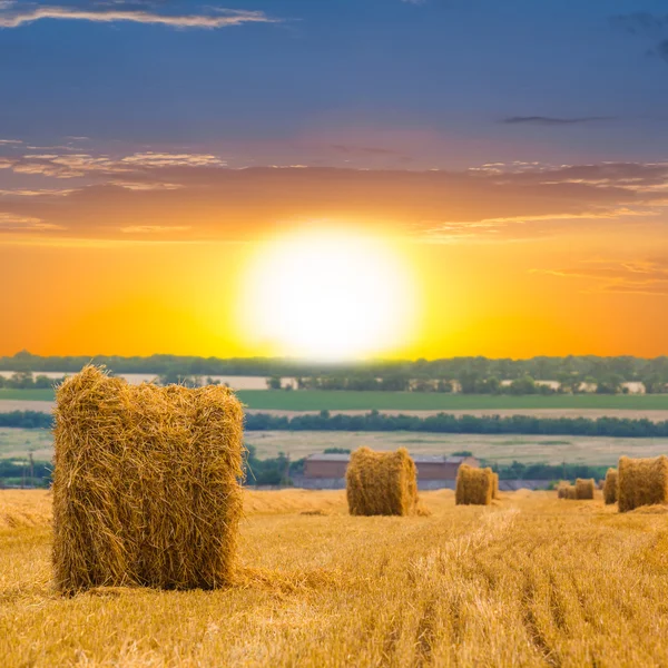 Evening dry wheat field — Stock Photo, Image