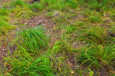 closeup çim arka plan