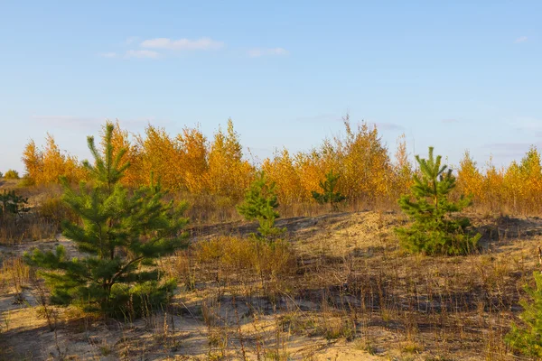 Scena foresta autunno — Foto Stock