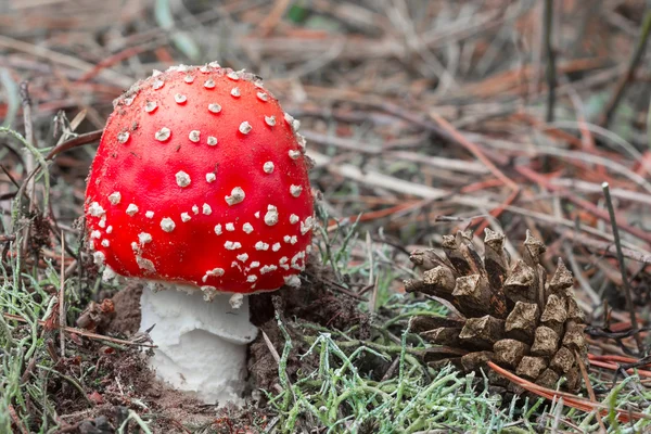 Närbild flyagaric svamp och Gran kotte — Stockfoto