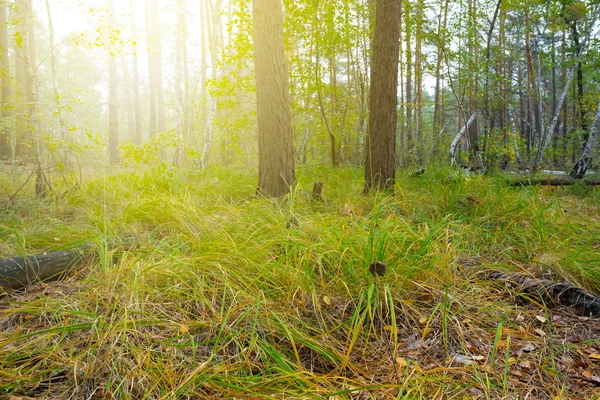 Pădure într-o zi de soare — Fotografie, imagine de stoc