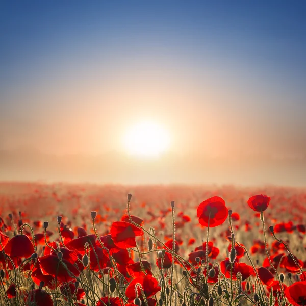 Red poppy field at the early morning — Stock Photo, Image