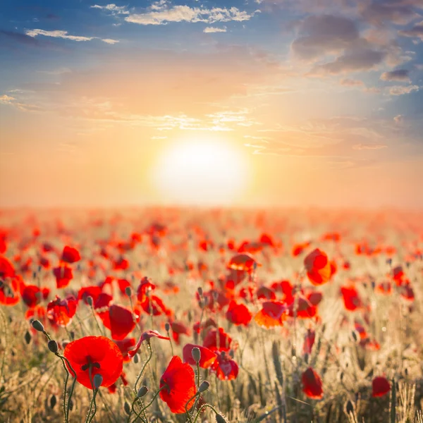 Red poppy field at the sunset — Stock Photo, Image