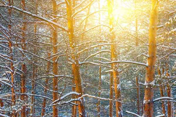 Bosque de pinos de invierno en un rayo de sol — Foto de Stock