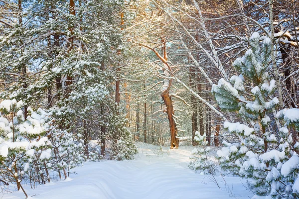 Winter am schlimmsten durch einen kalten, sonnigen Tag — Stockfoto