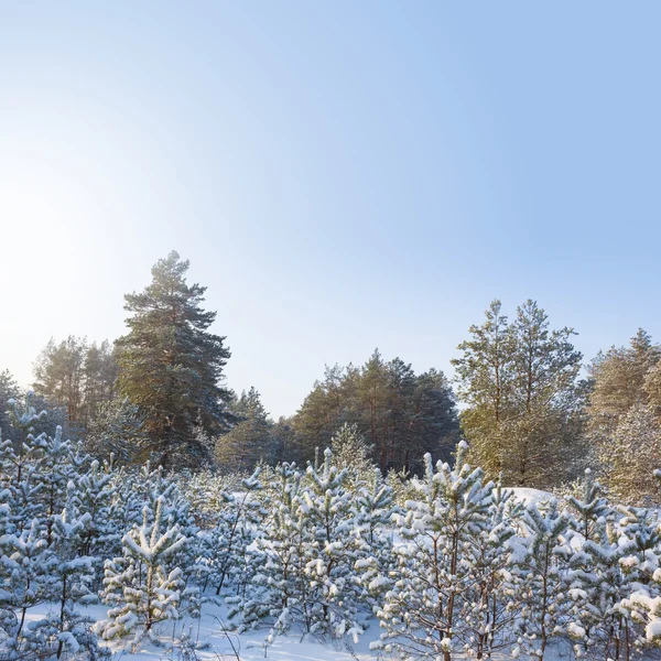 Winter forest scène — Stockfoto