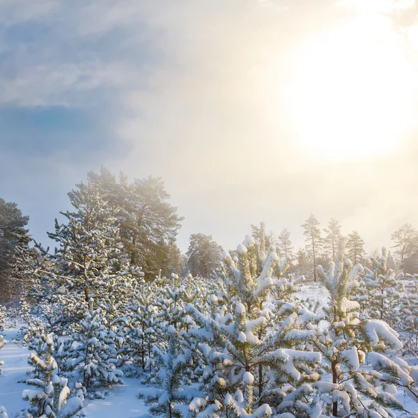 Prachtig winterbos — Stockfoto