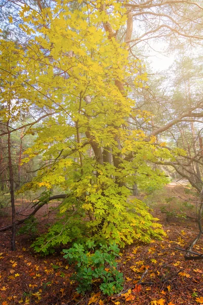 Golden tree in a autumn forest — Stock Photo, Image
