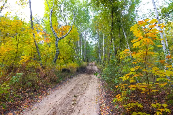 Estrada em uma floresta de outono — Fotografia de Stock