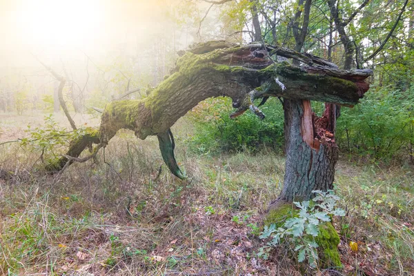 Őszi erdei jelenet — Stock Fotó