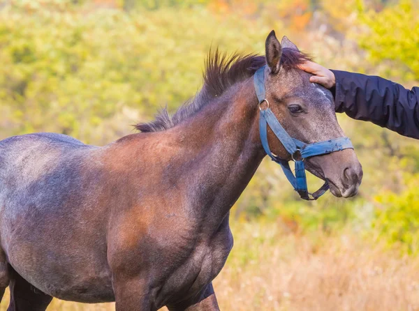 Homem acariciando um cavalo — Fotografia de Stock