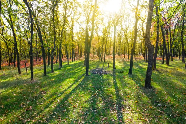 Mooie herfst bos in een stralen van de zon — Stockfoto