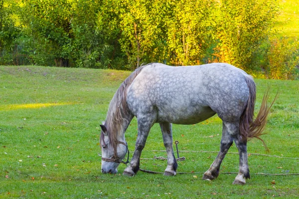 Белая лошадь на пастбище — стоковое фото
