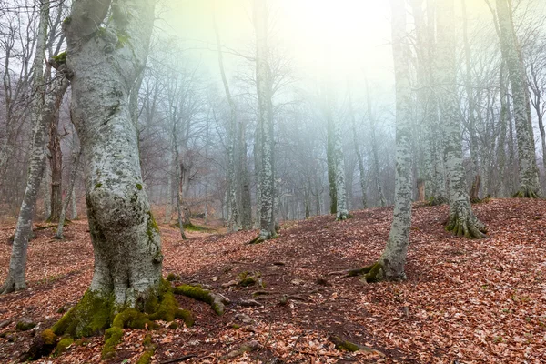 Foresta autunnale da una giornata di sole — Foto Stock