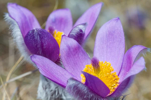 Closeup violet flowers — Stock Photo, Image