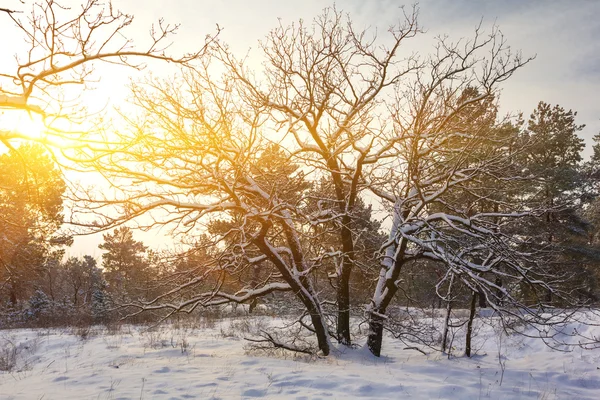 Tarde bosque de invierno —  Fotos de Stock