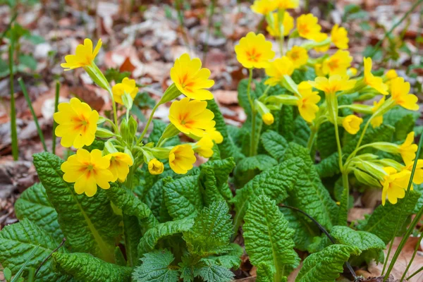 Closeup yellow flowers — Stock Photo, Image