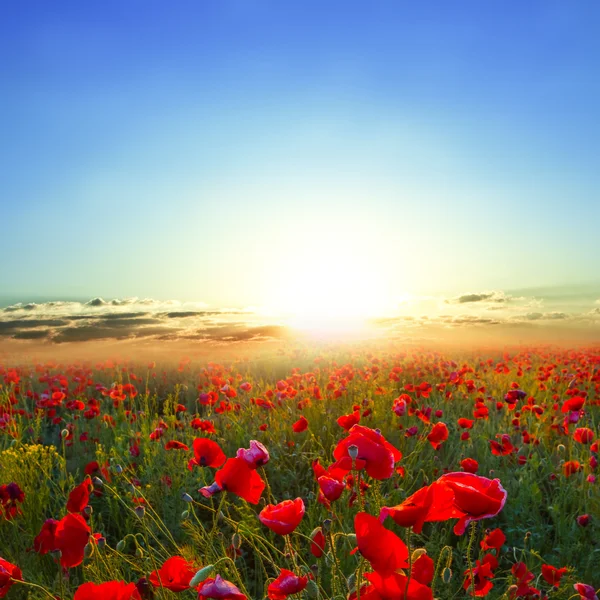 Mattina campo di papavero rosso — Foto Stock