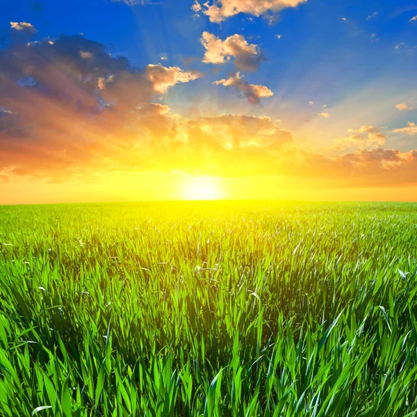 Sunrise among a green fields — Stock Photo, Image