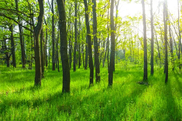 Schöner heller Wald — Stockfoto