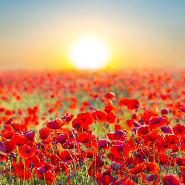 Quiet sunset among a red poppy field — Stock Photo, Image
