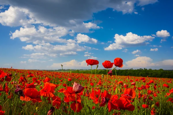 Red poppy field — Stock Photo, Image