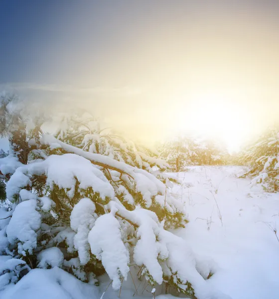 Winterwald am Morgen — Stockfoto