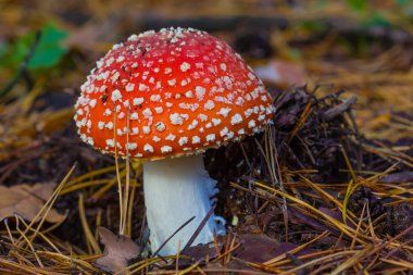 Kırmızı flyagaric bir ormanda mantar
