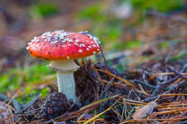 tatlı flyagaric mantar