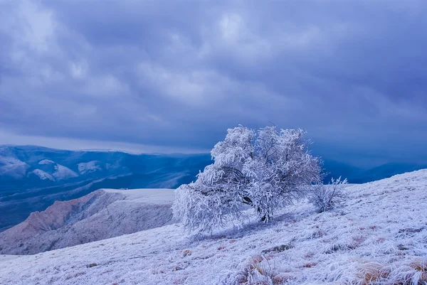 Zmrazené strom na bílém kopci sjezdovka — Stock fotografie