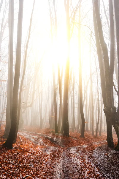 Herfst bos in een stralen van sparkle zon — Stockfoto