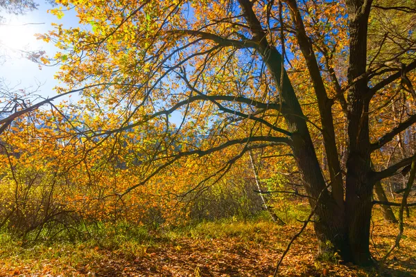 아름 다운 오크 나무는가 숲 — 스톡 사진