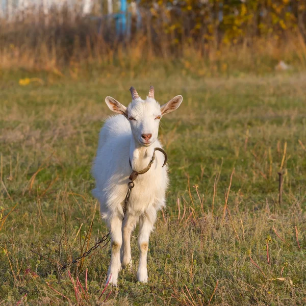 Біла коза на пасовищі — стокове фото