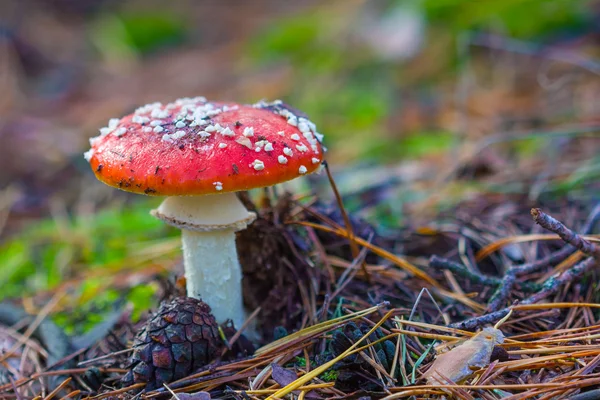 Крупногабаритный гриб — стоковое фото